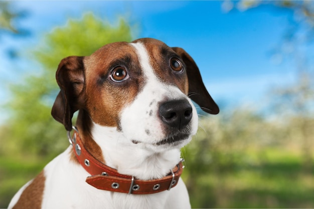 Lindo perro pequeño Jack Russell terrier en el fondo