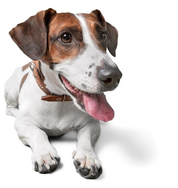 Lindo perro pequeño Jack Russell terrier sobre fondo blanco.