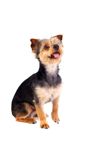 Lindo perro pequeño con el pelo cortado levantando la pierna