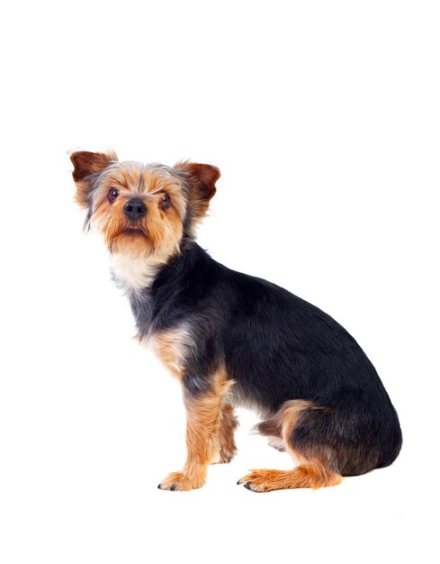 Lindo perro pequeño con el pelo cortado