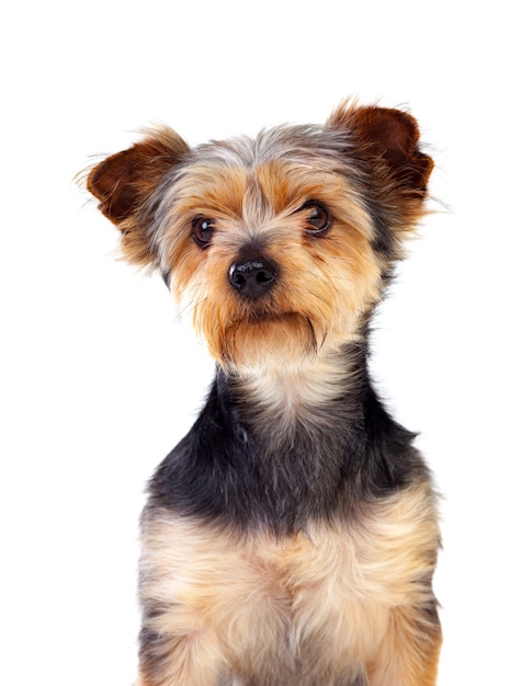 Lindo perro pequeño con el pelo cortado