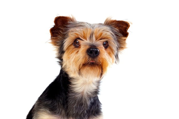 Lindo perro pequeño con el pelo cortado