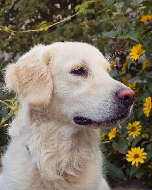 Lindo perro perdiguero en el fondo de la naturaleza.