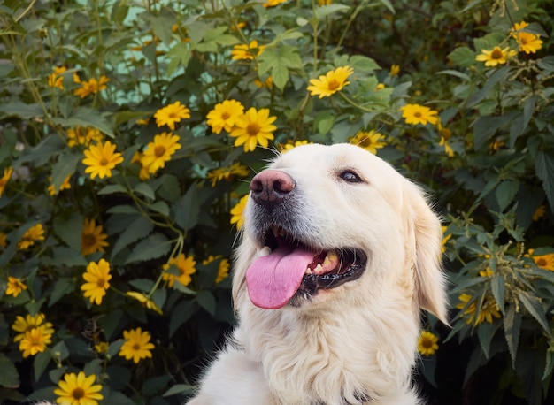 Lindo perro perdiguero en el fondo de la naturaleza.