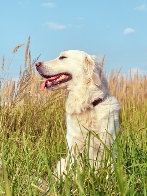 Lindo perro perdiguero en la naturaleza