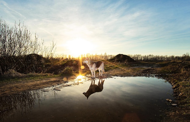 Lindo perro de pie cerca del agua durante la puesta de sol