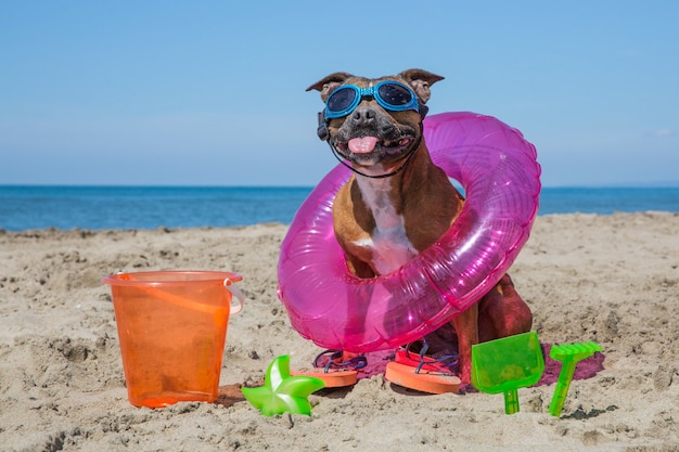 Lindo perro en la playa