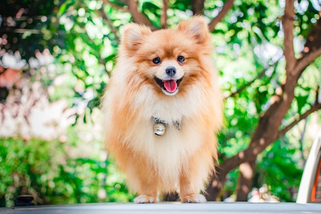 Lindo perro Pomerania, cachorro.