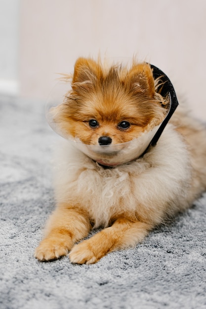 Lindo perro pomerania en un collar isabelino protector después de la cirugía yace en el suelo.