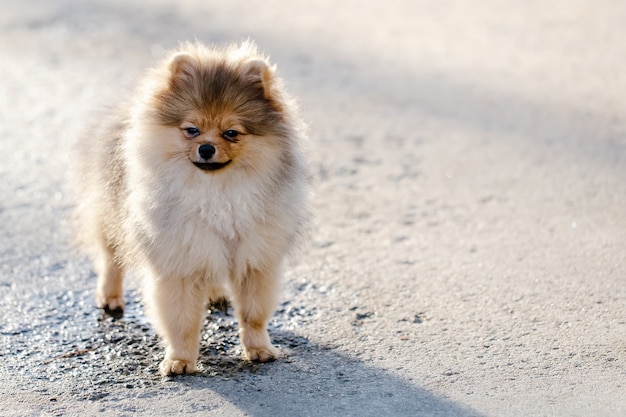 Lindo perro pomerania se encuentra en la pista contra un fondo borroso