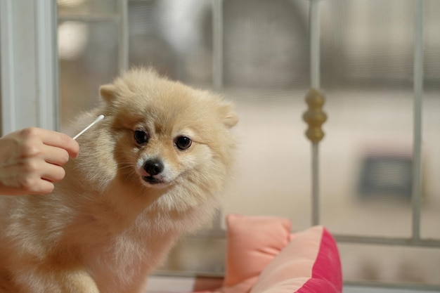 Lindo perro Pomerania con orejas para limpiar del dueño Limpieza de las orejas del perro