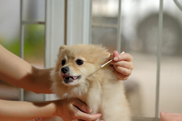 Lindo perro Pomerania con orejas para limpiar del dueño Limpieza de las orejas del perro