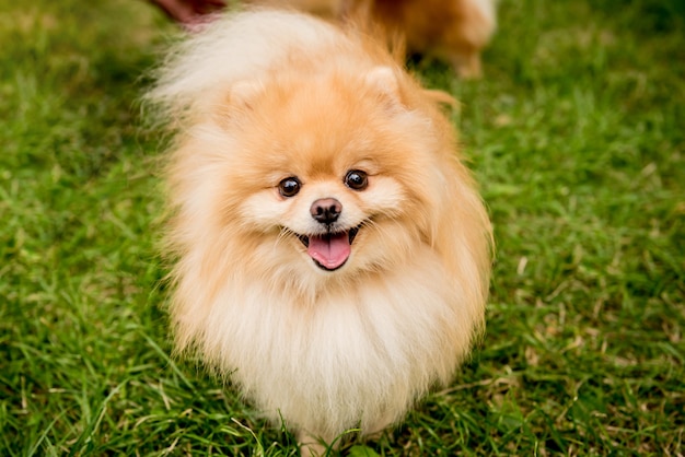 Lindo perro pomerania en el parque