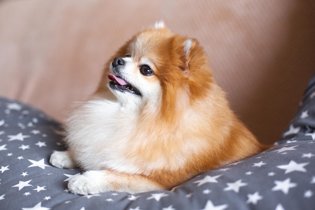 Lindo perro pomerania yace en la cama en la habitación Divertida mascota pequeña y esponjosa