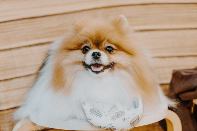 lindo perro pomeranio