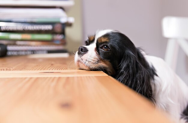 Lindo perro pone su cabeza sobre la mesa