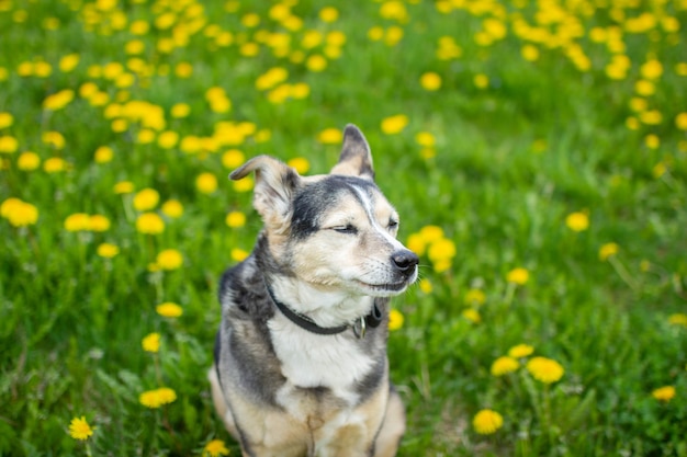 Lindo perro en primavera en flores amarillas en un campo de diente de león