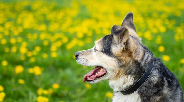 Lindo perro en primavera en flores amarillas en un campo de diente de león