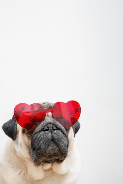 Lindo perro pug beige con gafas rojas en forma de corazón sobre un fondo blanco Concepto de día de San Valentín Símbolo de amor y romance Espacio de copia de foto vertical