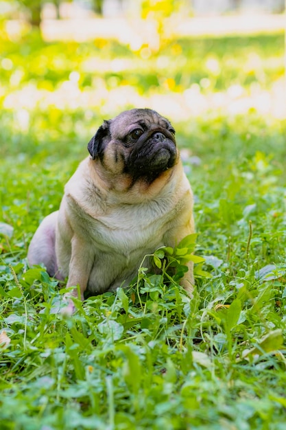 Lindo perro pug en un césped verde en un día soleado de verano