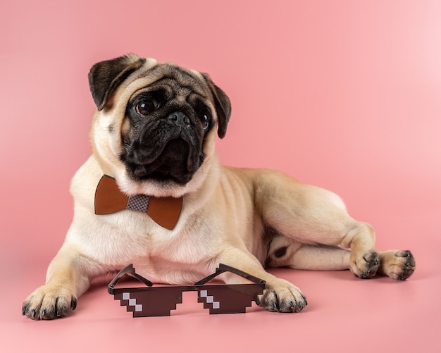 Lindo perro Pug con gafas Pixel en rosa.