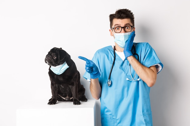 Lindo perro pug negro en mascarilla mirando a la izquierda en el banner promocional mientras el médico en la clínica veterinaria señala con el dedo, de pie sobre fondo blanco.