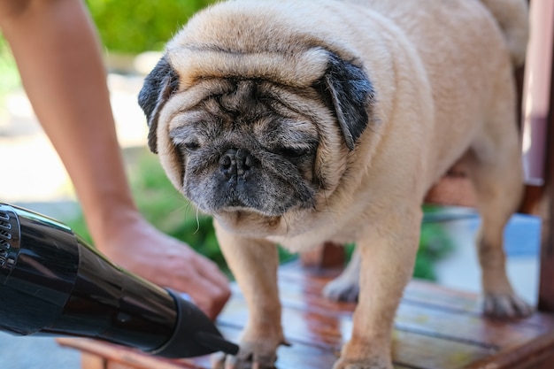 Lindo perro pug no se siente feliz durante la ducha