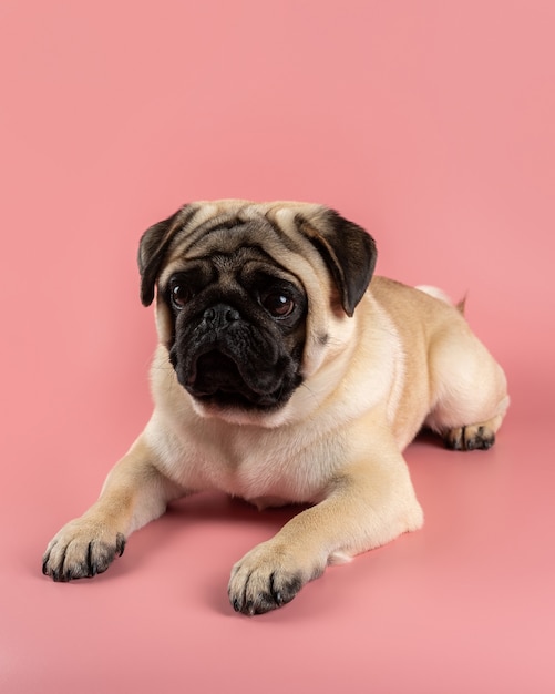 Lindo perro Pug sentado sobre fondo rosa.