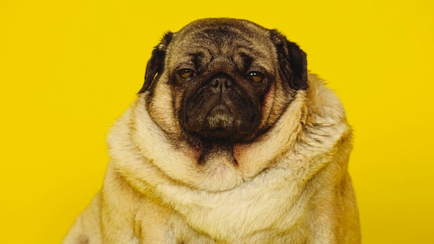 Lindo perro pug sobre fondo amarillo Adorable perro pug doméstico sentado sobre fondo amarillo en el estudio y mirando a la cámara