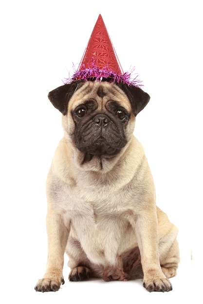 Lindo perro Pug con sombrero aislado