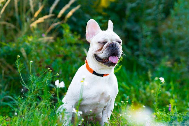 Lindo perro de raza bulldog francés sentado en el parque mascota entrecerra los ojos en un paseo en verano