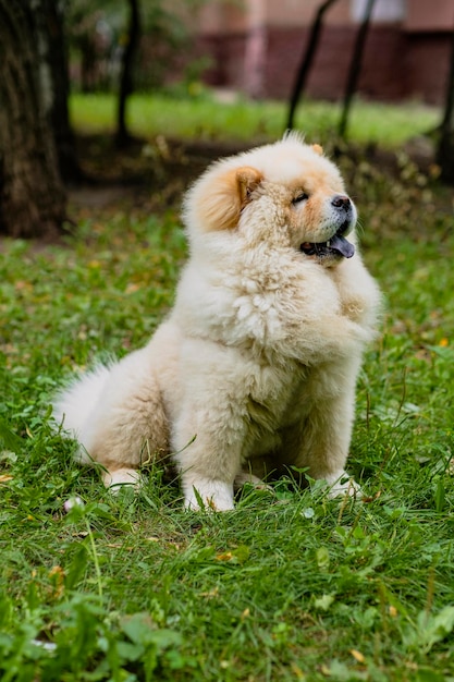 Lindo perro de la raza Chowchow con la lengua colgando en un paseo por un césped verde