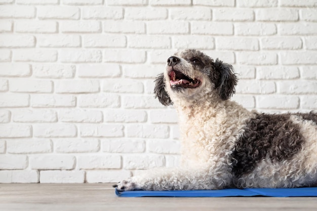 Lindo perro de raza mixta acostado en una alfombra fresca mirando hacia arriba en el fondo de la pared de ladrillo blanco