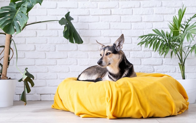 Lindo perro de raza mixta acostado en una cama amarilla en casa mirando atentamente las plantas caseras en el fondo