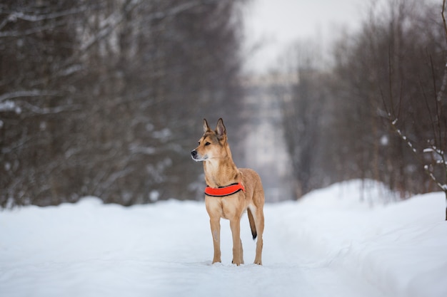 Lindo perro de raza mixta caminando en un parque. Mestizo en la nieve