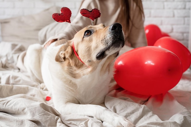 Lindo perro de raza mixta con diadema en forma de corazón