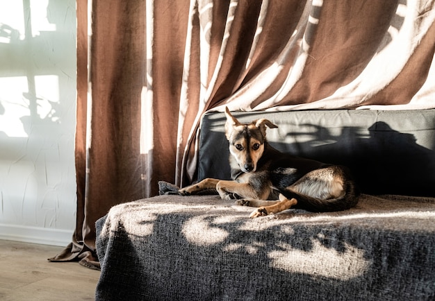 Lindo perro de raza mixta durmiendo en un sofá, sombras de hojas duras en la cortina. Sala de estar. Colores marrón y gris