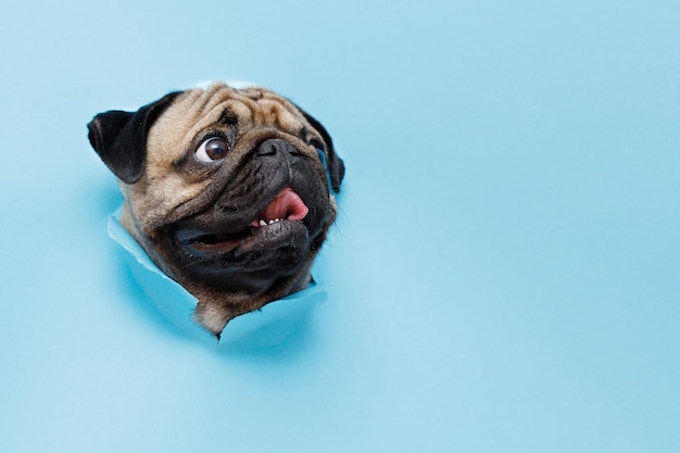 Lindo perro de raza pug sale del agujero en fondo azul.