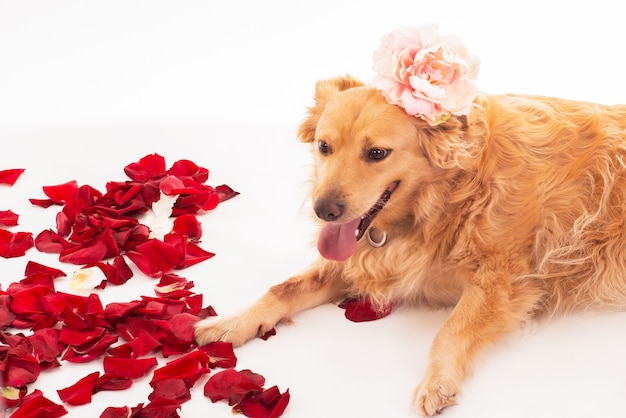 Lindo perro de raza pura, golden retriever, una flor en la cabeza, elegantemente posando con pétalos de rosa