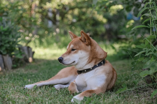 Lindo perro de la raza Shiba Inu se sienta en la hierba