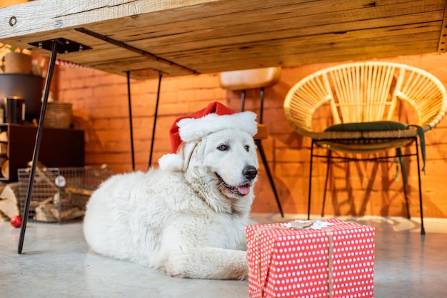 Lindo perro con un regalo durante las vacaciones de año nuevo en casa.