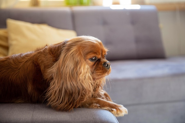 Lindo perro relajándose en un sofá gris