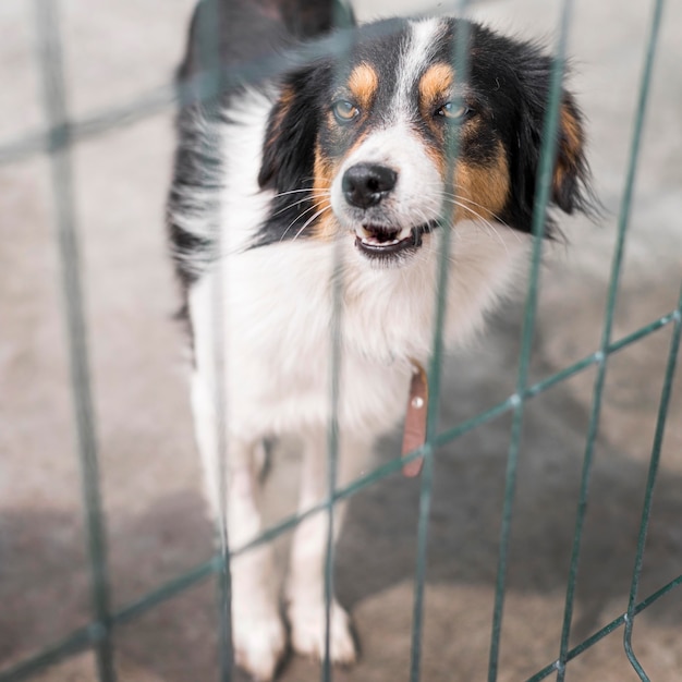 Foto lindo perro de rescate está cerca en el refugio