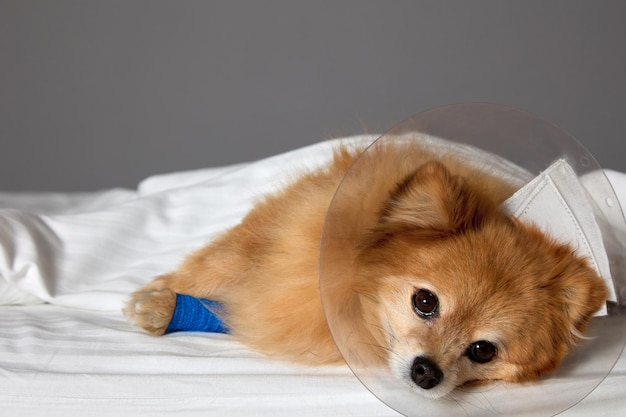 Lindo perro rojo cubierto con una sábana blanca después de una vía intravenosa en una clínica veterinaria