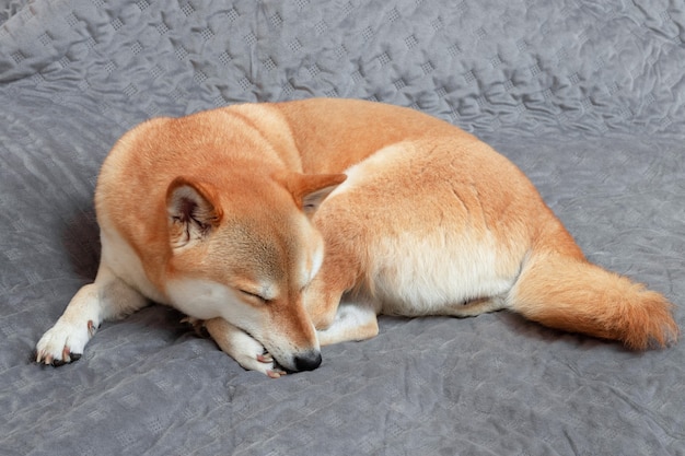 Foto lindo perro rojo shiba inu duerme en un sofá gris en casa closeup