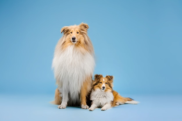 Lindo perro Rough Collie y perro pastor de Shetland sobre fondo azul.