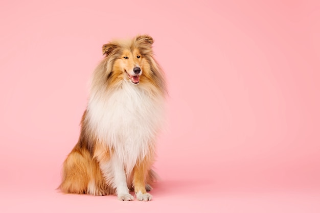 Lindo perro Rough Collie sobre fondo rosa