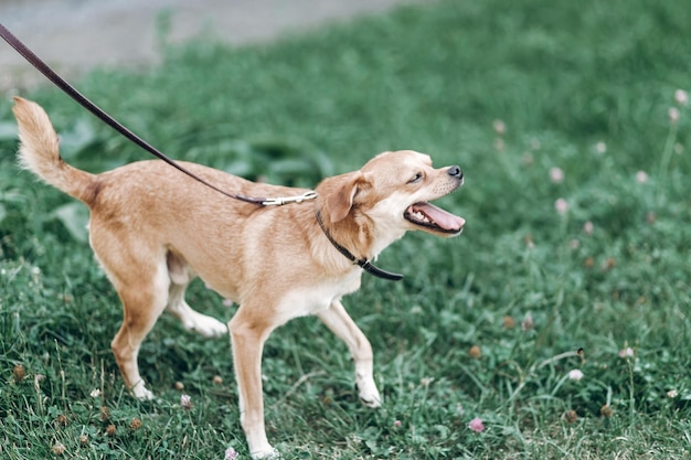 Lindo perro sacudiendo la cabeza debido a la picazón concepto de higiene animal perro marrón feliz con una correa actuando como un loco al aire libre en un parque