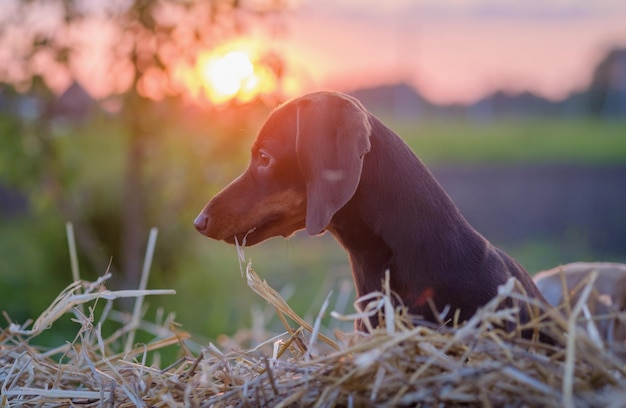 Foto lindo perro salchicha en el fondo del sol poniente