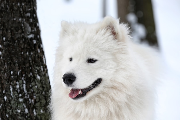 Lindo perro samoyedo en el parque el día de invierno